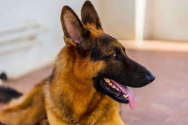 What are the best dog breeds for guarding your home?