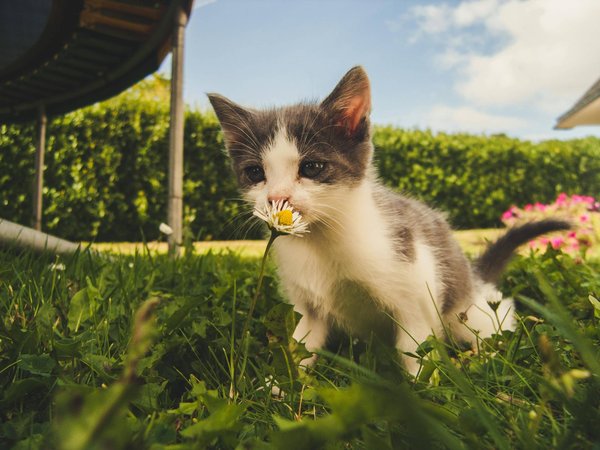 What are the best flowers to plant in a pet-friendly garden?